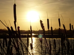 FZ024919 Narrowleaf cattail (Typha angustifolia) at sunset.jpg